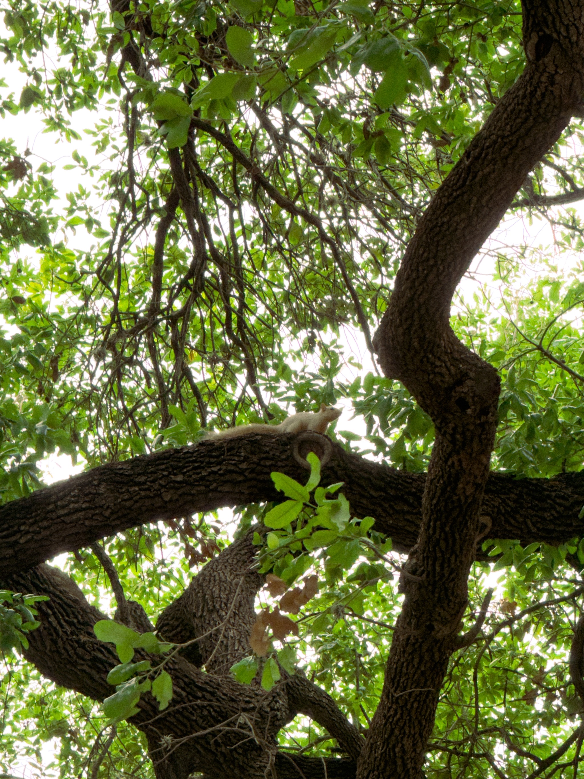Albino Squirrel in UT Austin Campus