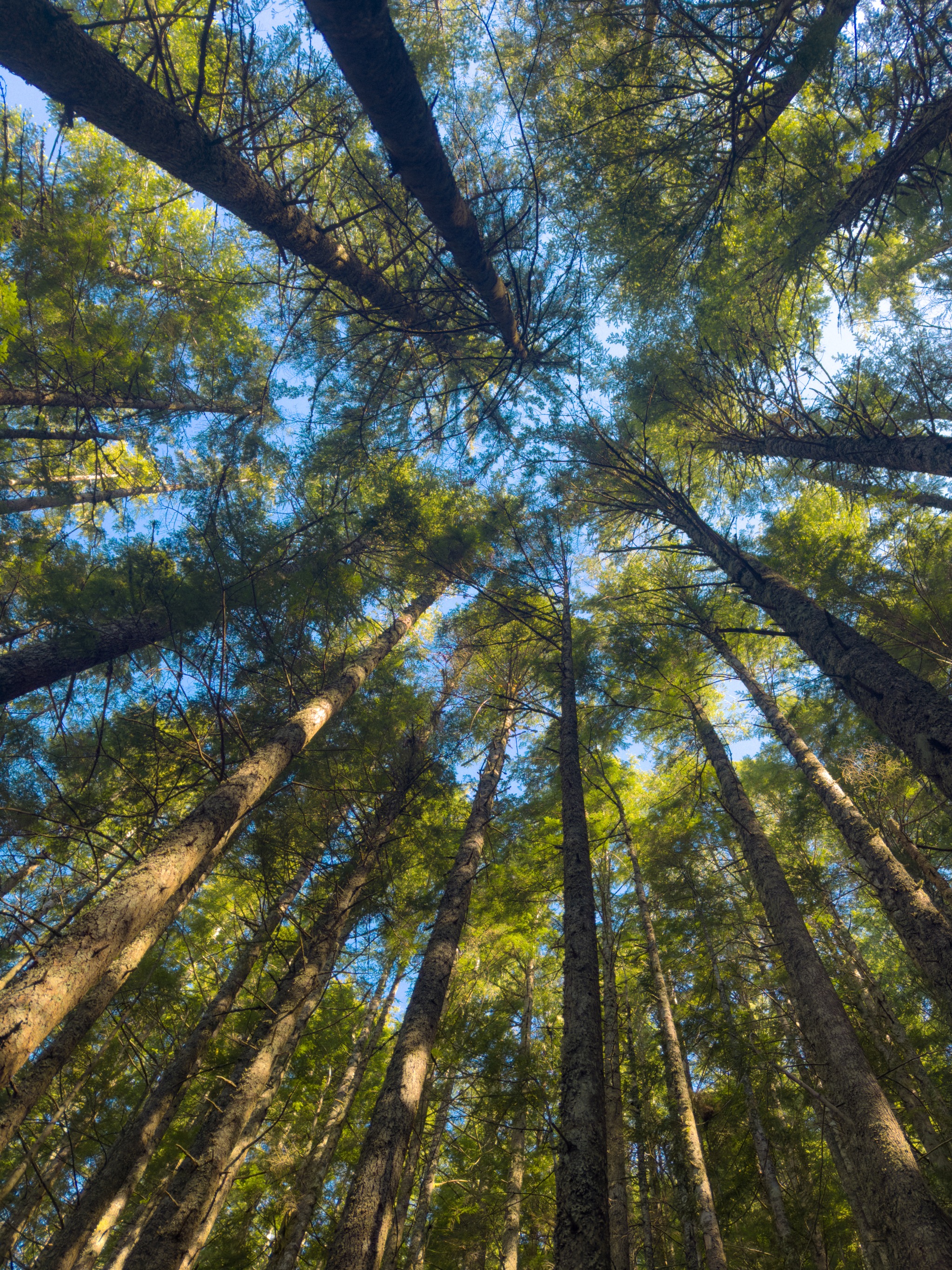 Trees while hiking Mailbox Peak