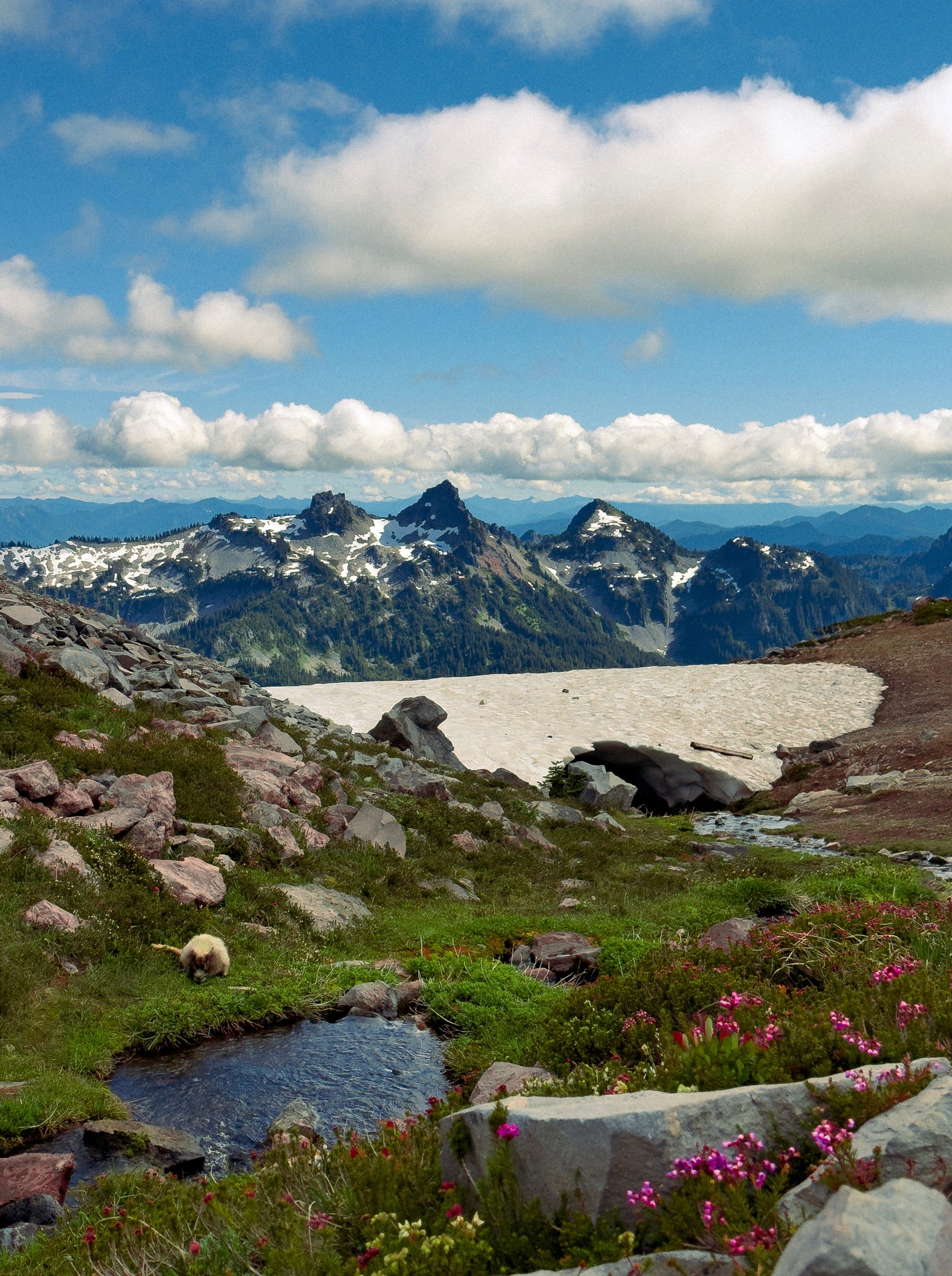 Marmot alongside trail
