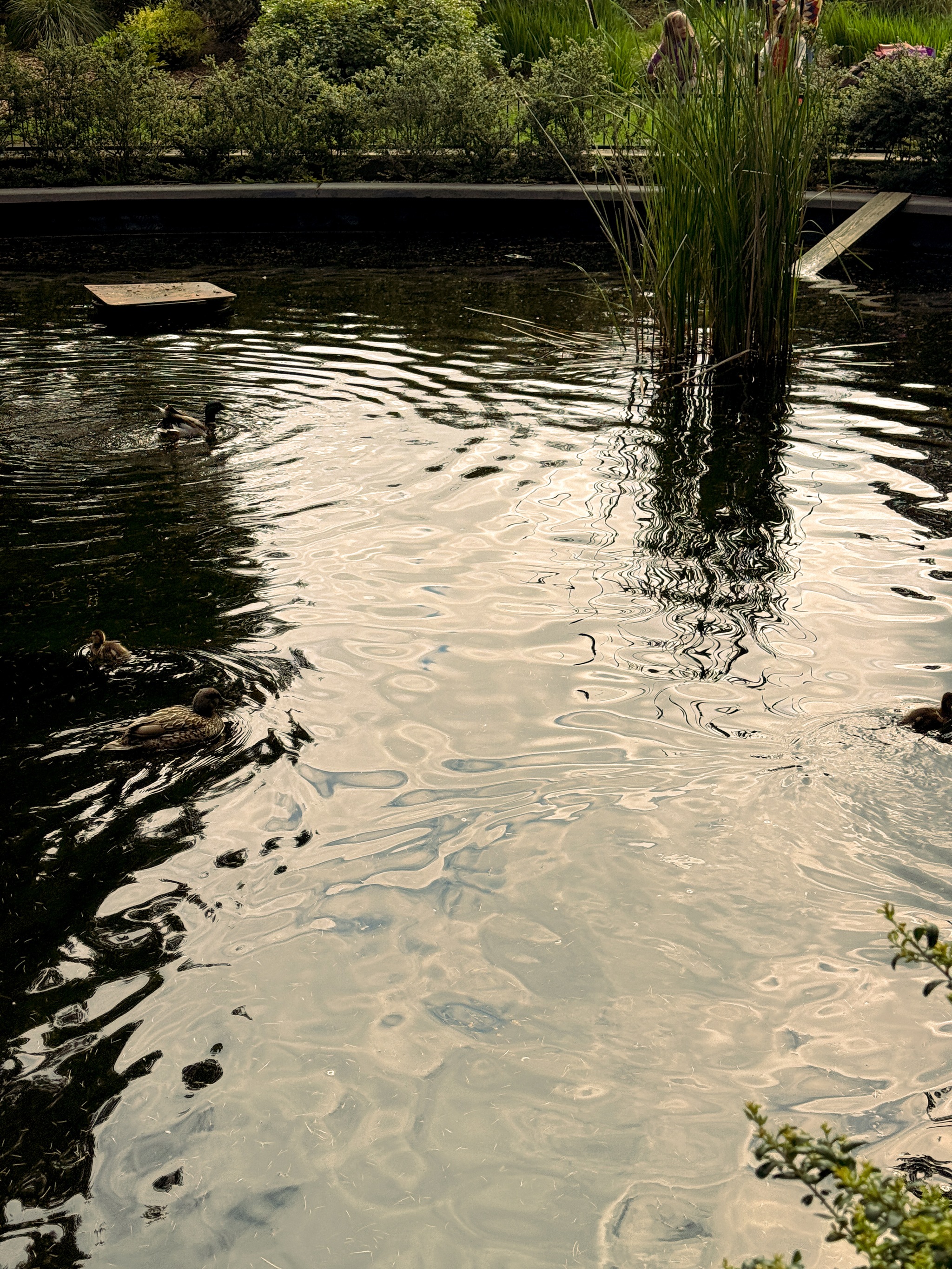 Ducks at Volunteer Park