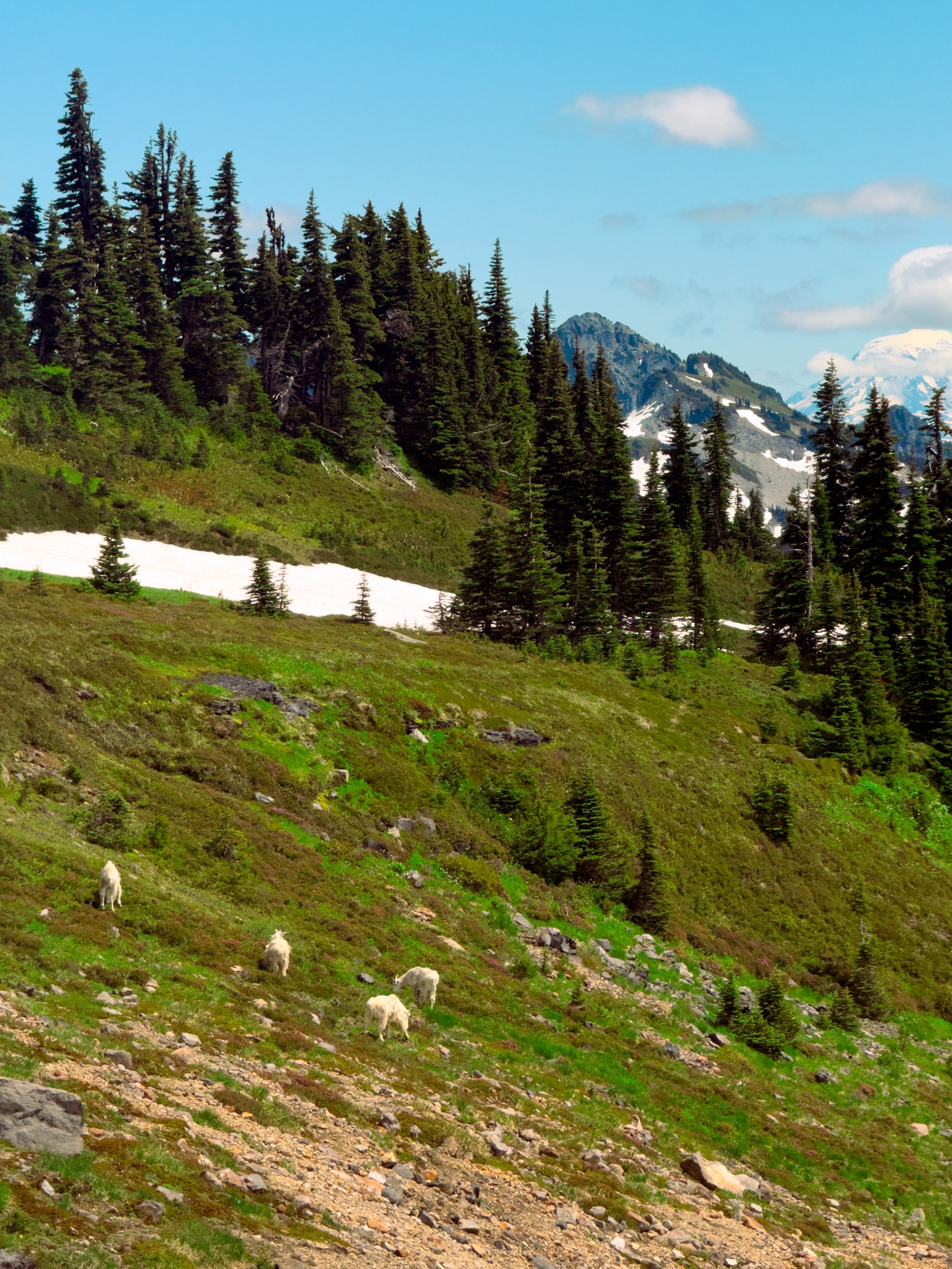 Mountain goats found alongside trail