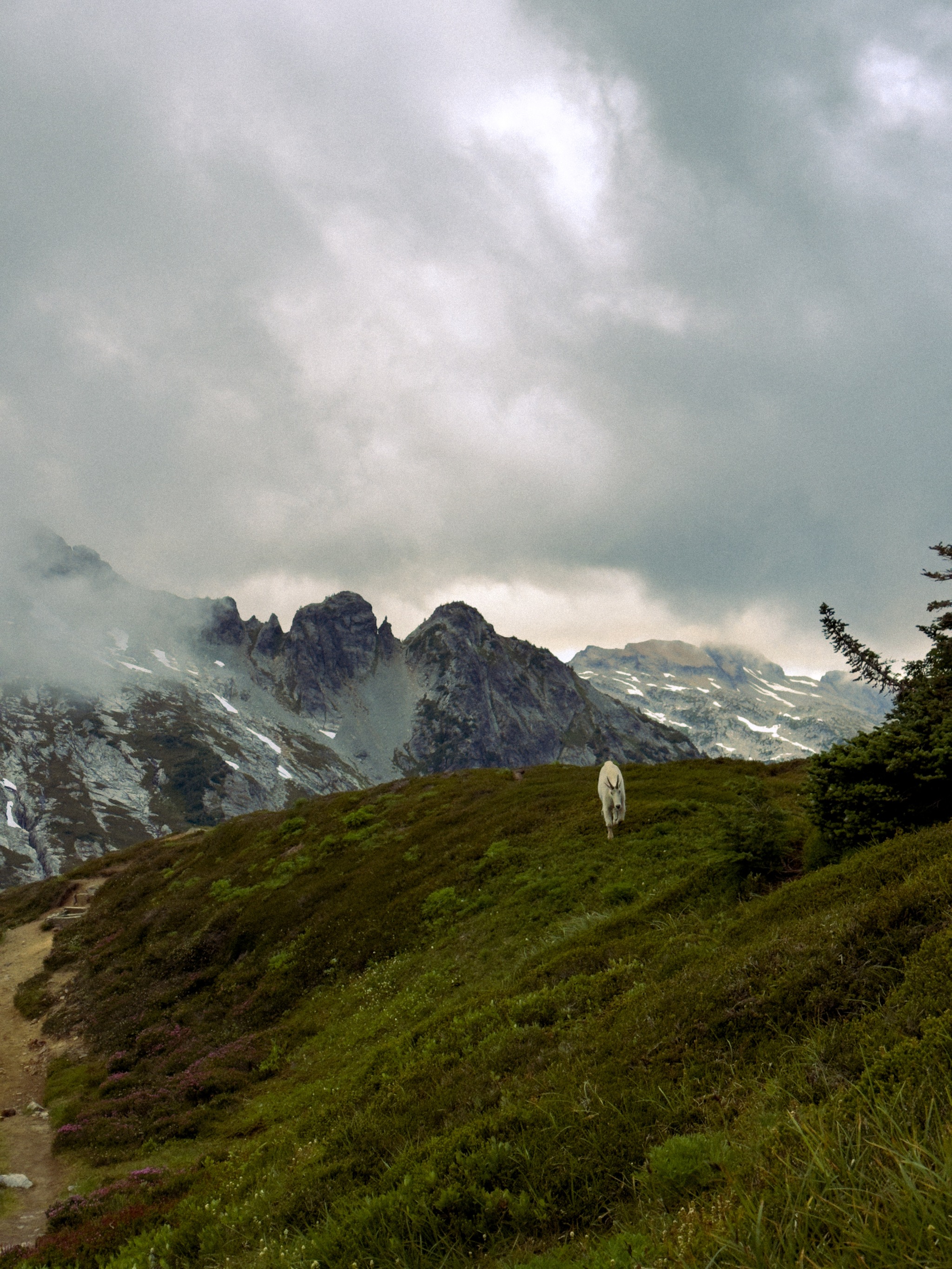 Mountain Goat