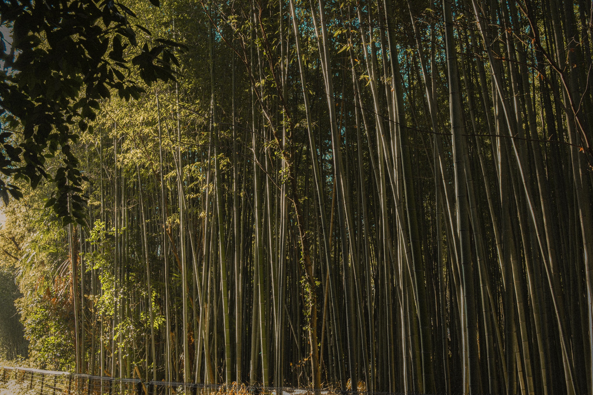 Arashiyama Bamboo