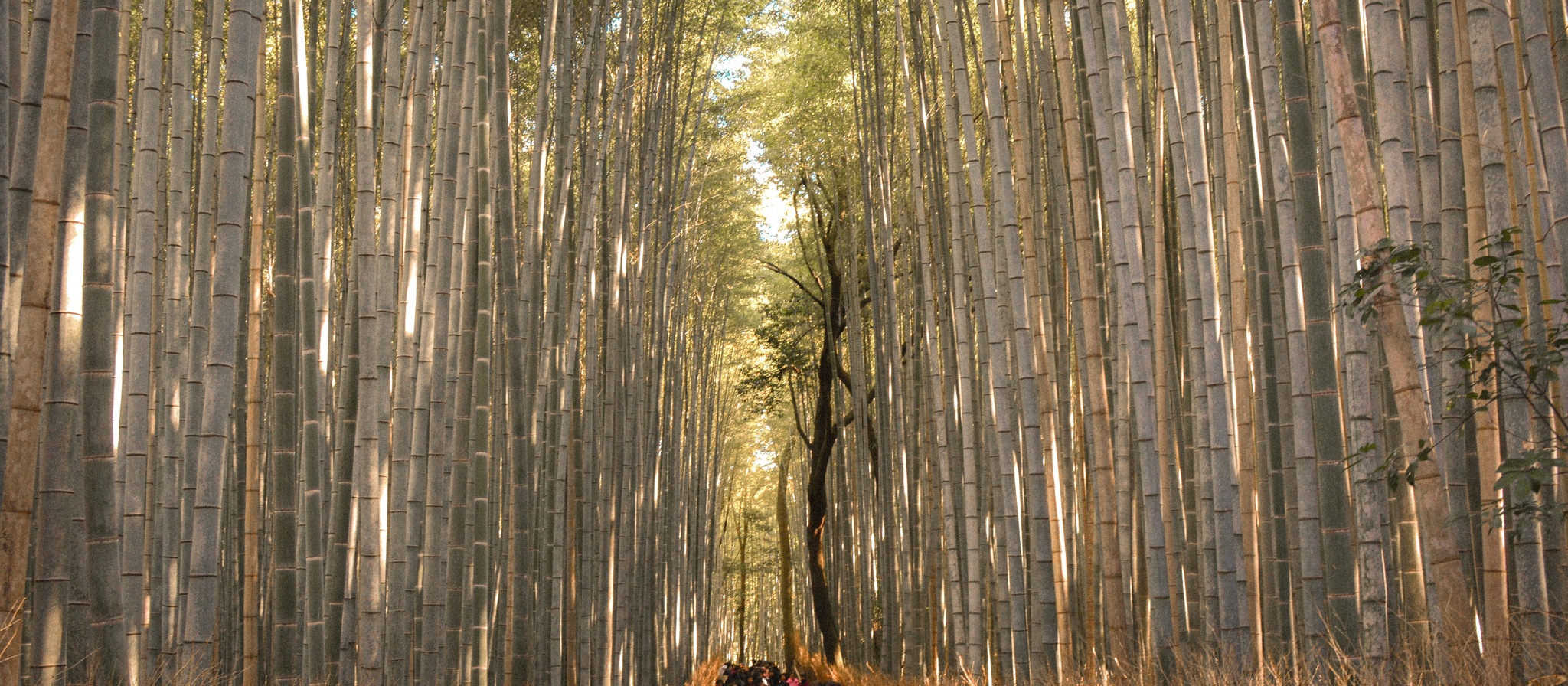 Arashiyama Bamboo